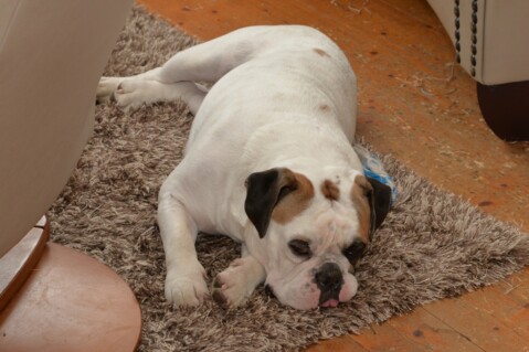 Continental Bulldog Seeblickbulls 180213 Continental Bulldog Seeblickbulls 180213