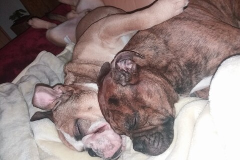 Continental Bulldog Seeblickbulls 180214 Continental Bulldog Seeblickbulls 180214