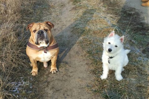 Continental Bulldog Seeblickbulls 180215 Continental Bulldog Seeblickbulls 180215