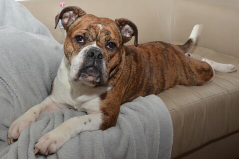 Continental Bulldog Seeblickbulls 180216 Continental Bulldog Seeblickbulls 180216