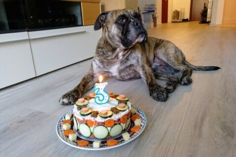 Continental Bulldog Seeblickbulls 180218 Continental Bulldog Seeblickbulls 180218
