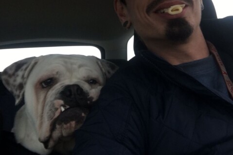Continental Bulldog Seeblickbulls 180210 Continental Bulldog Seeblickbulls 180210
