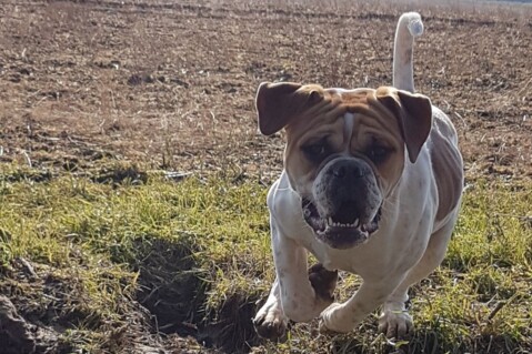 Continental Bulldog Seeblickbulls 180221 Continental Bulldog Seeblickbulls 180221