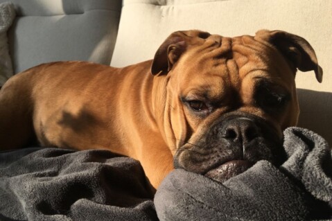 Continental Bulldog Seeblickbulls 180222 Continental Bulldog Seeblickbulls 180222