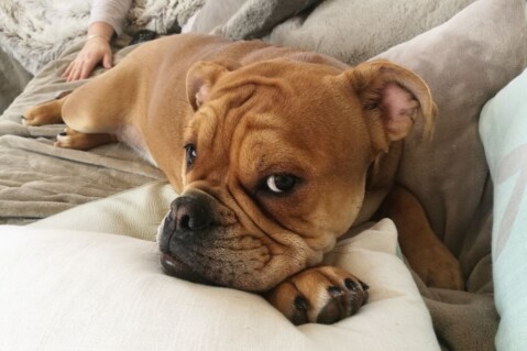 Continental Bulldog Seeblickbulls 180223 Continental Bulldog Seeblickbulls 180223
