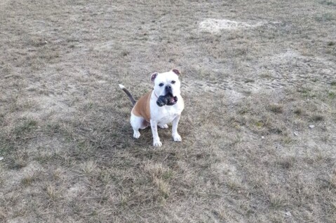Continental Bulldog Seeblickbulls 180224 Continental Bulldog Seeblickbulls 180224