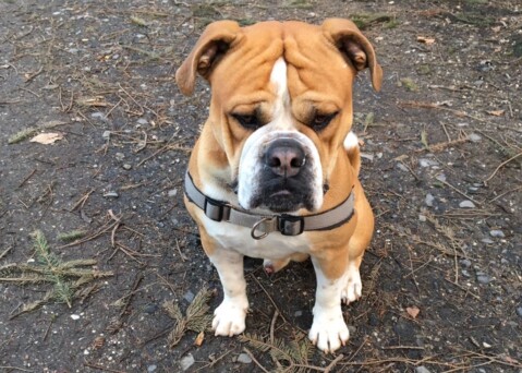 Continental Bulldog Seeblickbulls 180226 Continental Bulldog Seeblickbulls 180226