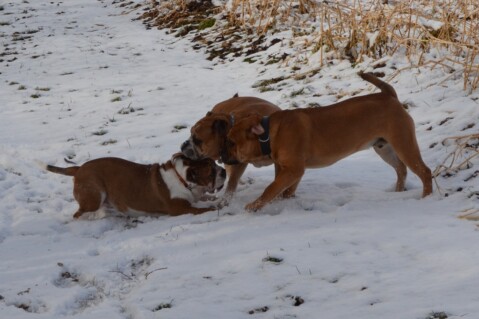 Continental Bulldog Seeblickbulls 180227 Continental Bulldog Seeblickbulls 180227