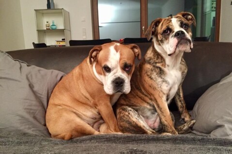 Continental Bulldog Seeblickbulls 18030 Continental Bulldog Seeblickbulls 18030