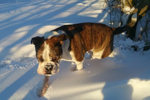 Continental Bulldog Seeblickbulls 180302 Continental Bulldog Seeblickbulls 180302