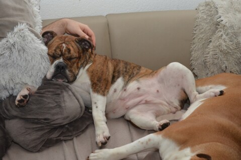 Continental Bulldog Seeblickbulls 180304 Continental Bulldog Seeblickbulls 180304