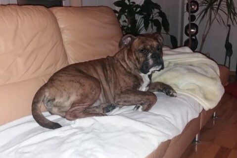 Continental Bulldog Seeblickbulls 180305 Continental Bulldog Seeblickbulls 180305