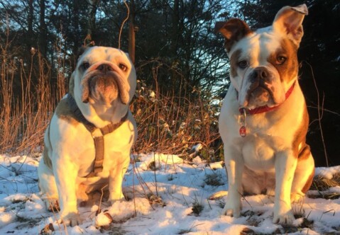 Continental Bulldog Seeblickbulls 180307 Continental Bulldog Seeblickbulls 180307