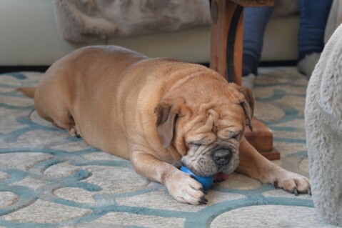 Continental Bulldog Seeblickbulls 180309 Continental Bulldog Seeblickbulls 180309