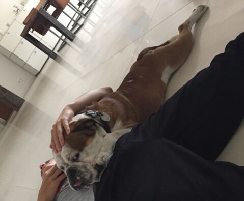 Continental Bulldog Seeblickbulls 180311 Continental Bulldog Seeblickbulls 180311