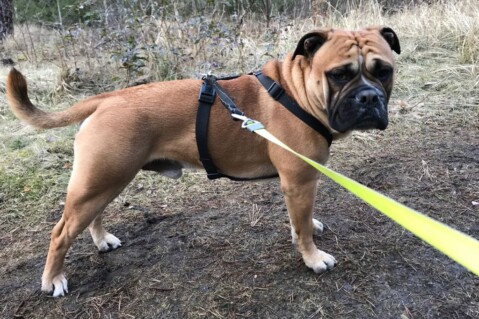 Continental Bulldog Seeblickbulls 180312 Continental Bulldog Seeblickbulls 180312