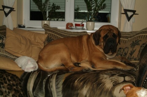 Continental Bulldog Seeblickbulls 180320 Continental Bulldog Seeblickbulls 180320
