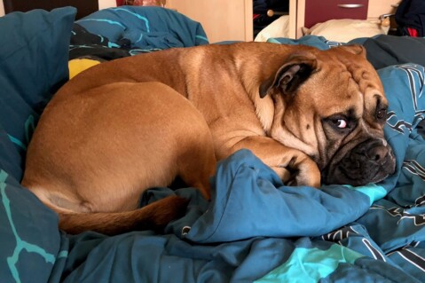 Continental Bulldog Seeblickbulls 180323 Continental Bulldog Seeblickbulls 180323