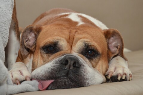 Continental Bulldog Seeblickbulls 180324 Continental Bulldog Seeblickbulls 180324