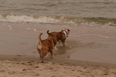 Continental Bulldog Seeblickbulls 180327 Continental Bulldog Seeblickbulls 180327