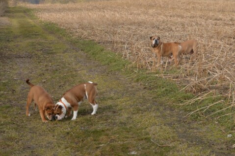 Continental Bulldog Seeblickbulls 180328 Continental Bulldog Seeblickbulls 180328