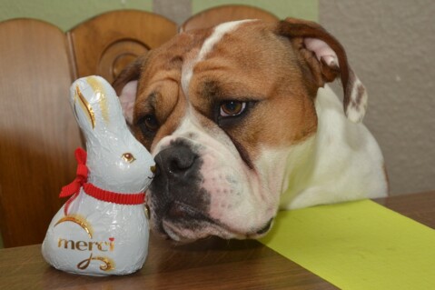 Continental Bulldog Seeblickbulls 180402 Continental Bulldog Seeblickbulls 180402