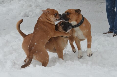 Continental Bulldog Seeblickbulls 180403 Continental Bulldog Seeblickbulls 180403