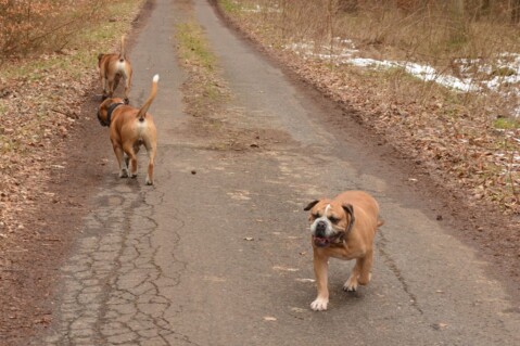 Continental Bulldog Seeblickbulls 180404 Continental Bulldog Seeblickbulls 180404