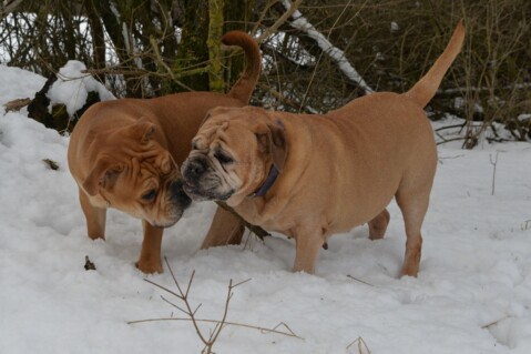 Continental Bulldog Seeblickbulls 180405 Continental Bulldog Seeblickbulls 180405