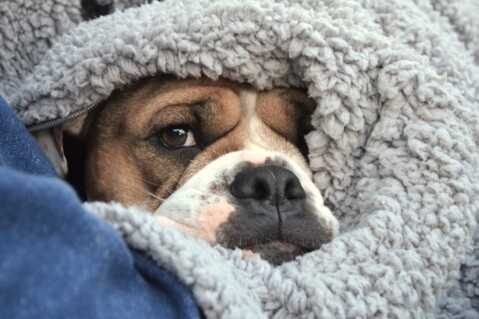 Continental Bulldog Seeblickbulls 180407 Continental Bulldog Seeblickbulls 180407