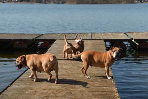 Continental Bulldog Seeblickbulls 180408 Continental Bulldog Seeblickbulls 180408