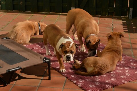 Continental Bulldog Seeblickbulls 180411 Continental Bulldog Seeblickbulls 180411