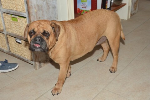 Continental Bulldog Seeblickbulls 180412 Continental Bulldog Seeblickbulls 180412
