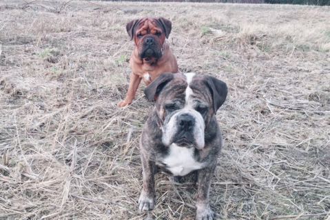 Continental Bulldog Seeblickbulls 180414 Continental Bulldog Seeblickbulls 180414