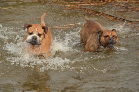 Continental Bulldog Seeblickbulls 180415 Continental Bulldog Seeblickbulls 180415