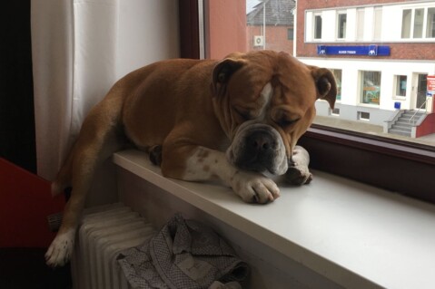Continental Bulldog Seeblickbulls 180416 Continental Bulldog Seeblickbulls 180416