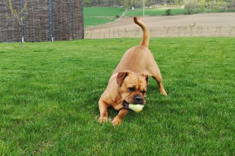 Continental Bulldog Seeblickbulls 180417 Continental Bulldog Seeblickbulls 180417