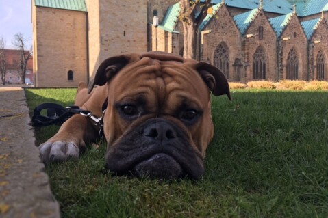 Continental Bulldog Seeblickbulls 180418 Continental Bulldog Seeblickbulls 180418