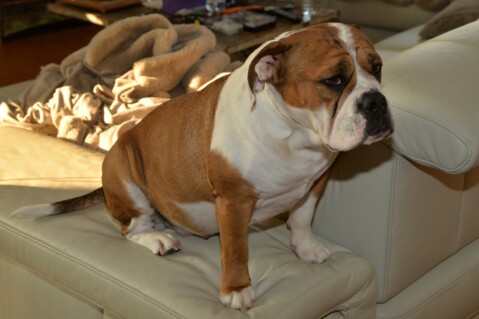 Continental Bulldog Seeblickbulls 180420 Continental Bulldog Seeblickbulls 180420