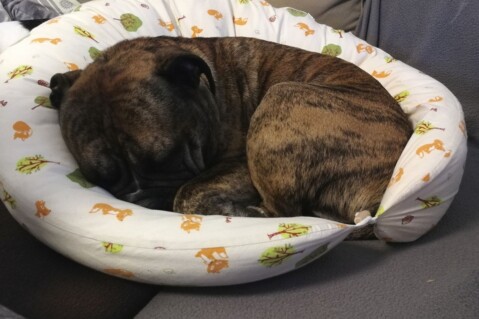 Continental Bulldog Seeblickbulls 180421 Continental Bulldog Seeblickbulls 180421