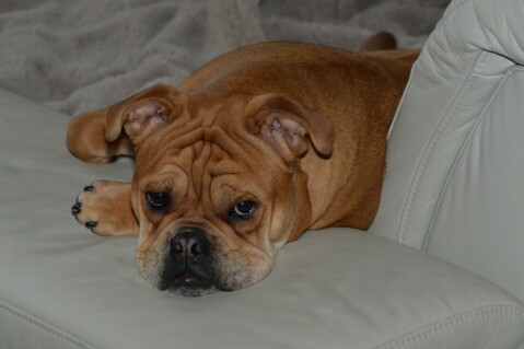 Continental Bulldog Seeblickbulls 180422 Continental Bulldog Seeblickbulls 180422