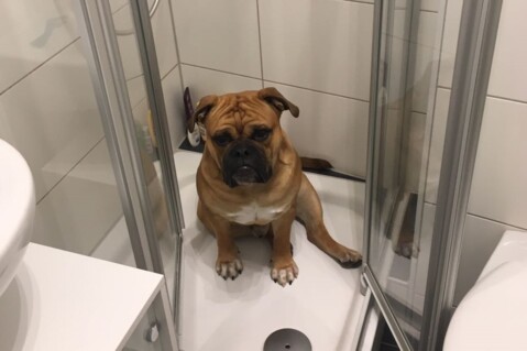 Continental Bulldog Seeblickbulls 180423 Continental Bulldog Seeblickbulls 180423