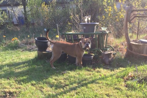 Continental Bulldog Seeblickbulls 180425 Continental Bulldog Seeblickbulls 180425