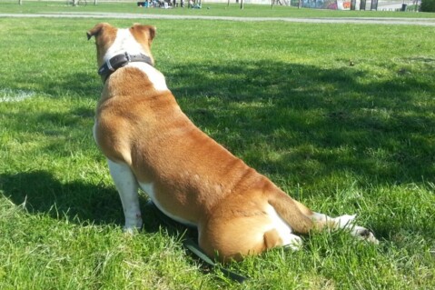 Continental Bulldog Seeblickbulls 180426 Continental Bulldog Seeblickbulls 180426