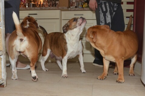 Continental Bulldog Seeblickbulls 180429 Continental Bulldog Seeblickbulls 180429