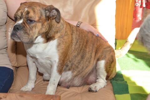 Continental Bulldog Seeblickbulls 180501 Continental Bulldog Seeblickbulls 180501