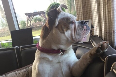 Continental Bulldog Seeblickbulls 180504 Continental Bulldog Seeblickbulls 180504