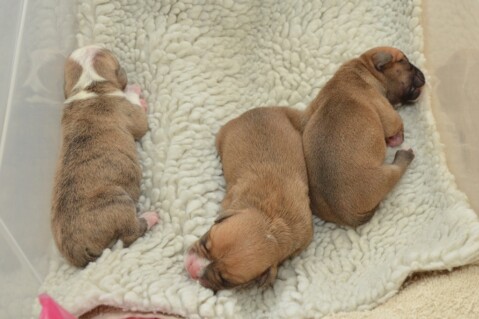 Continental Bulldog Seeblickbulls 180505 Continental Bulldog Seeblickbulls 180505