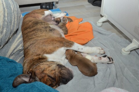 Continental Bulldog Seeblickbulls 180507 Continental Bulldog Seeblickbulls 180507