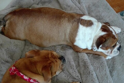 Continental Bulldog Seeblickbulls 180508 Continental Bulldog Seeblickbulls 180508